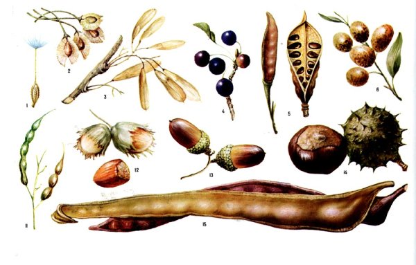 Плод семянка Зерновка орех