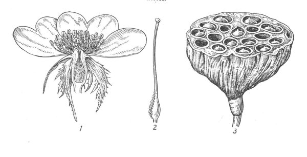 Плоды цветковых растений