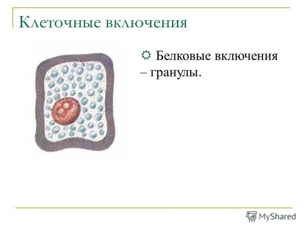 Включения клетки строение и функции