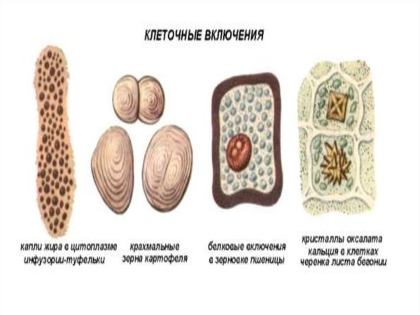 Включения растительной клетки функции и строение