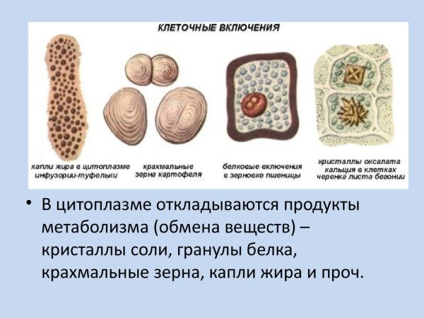 Строение включений клетки