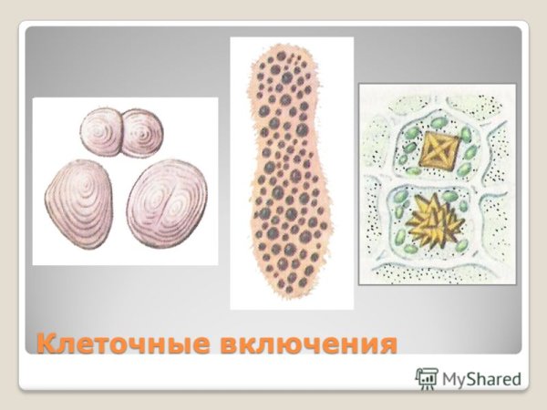 Клеточные включения рисунок