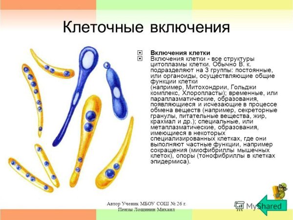 Включения клетки строение и функции