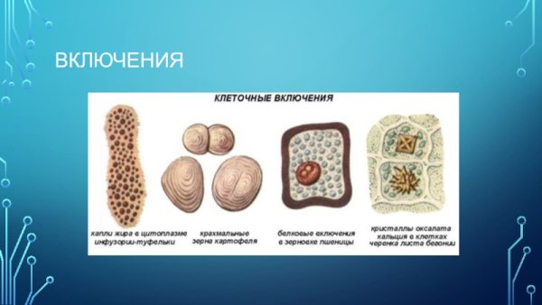 Типы кристаллических включений в растительной клетке