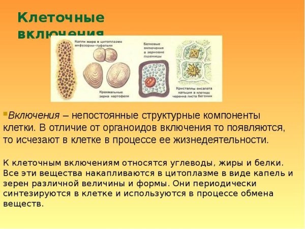 Включения клетки строение и функции
