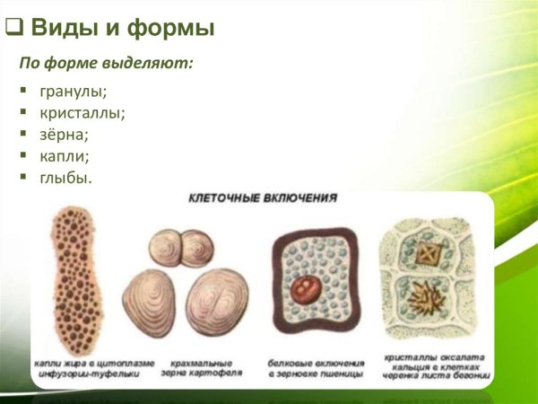 Включения растительной клетки функции