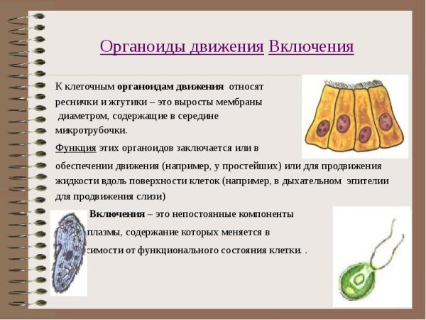 Запасные вещества растительной клетки
