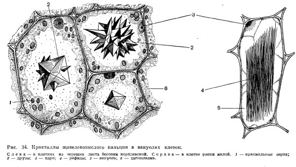 Кристаллы оксалата кальция в клетках растений