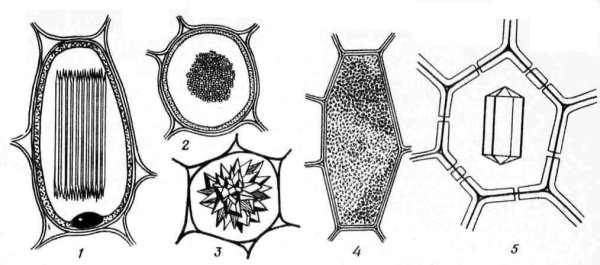 Клеточные включения таблица