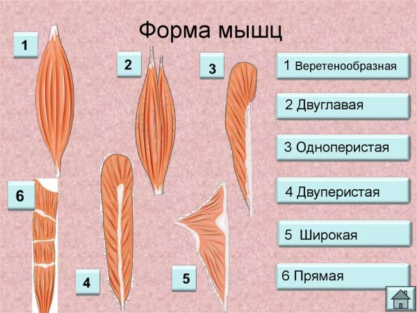 Формы скелетных мышц