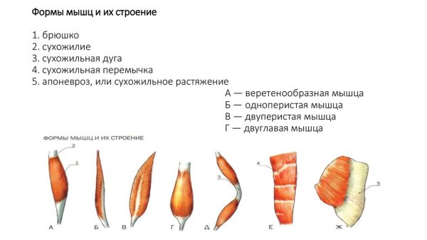 Схема строения веретенообразной мышцы