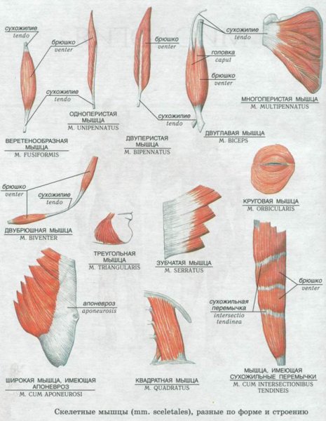 Формы скелетных мышц