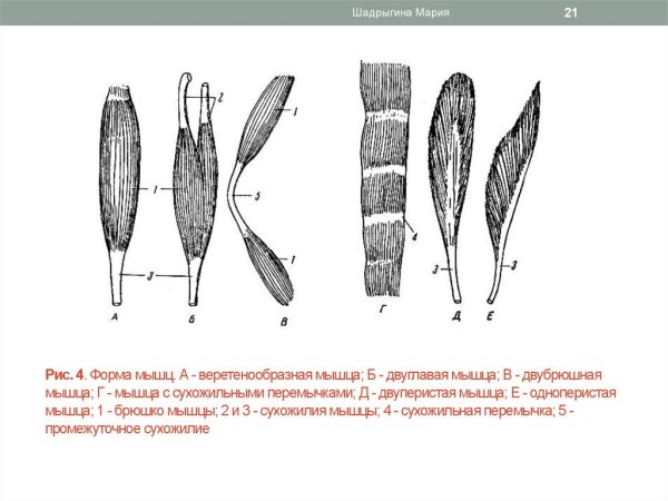 Мышцы веретенообразной формы