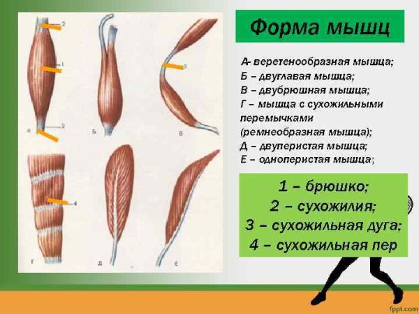 Веретенообразная мышца строение