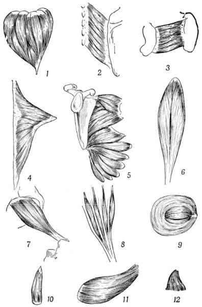 Классификация мышц по направлению мышечных Пучков