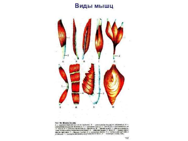 Формы мышц