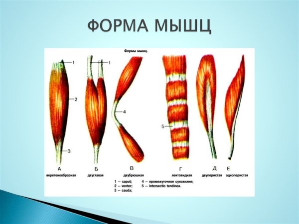 Виды мышц по форме функции