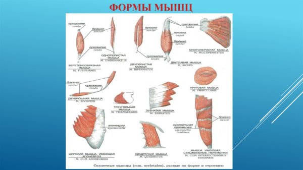 Мышцы веретенообразной формы