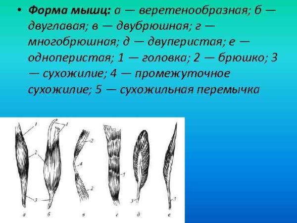 Веретенообразная мышца