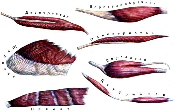 Мышцы веретенообразной формы