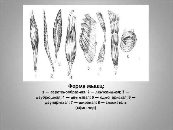 Различные формы мышц