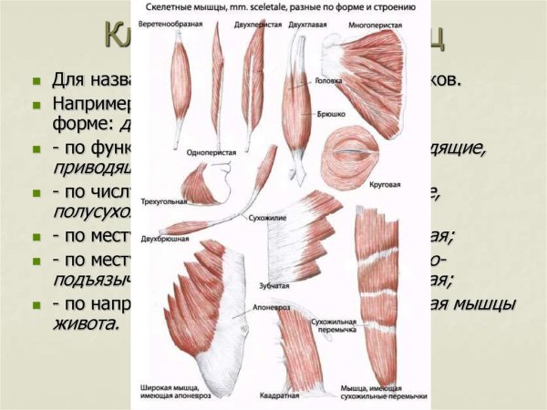Мышцы по направлению волокон