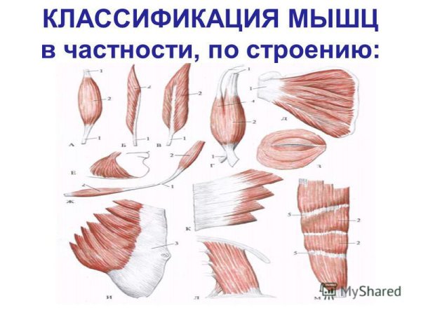 Мышцы веретенообразной формы