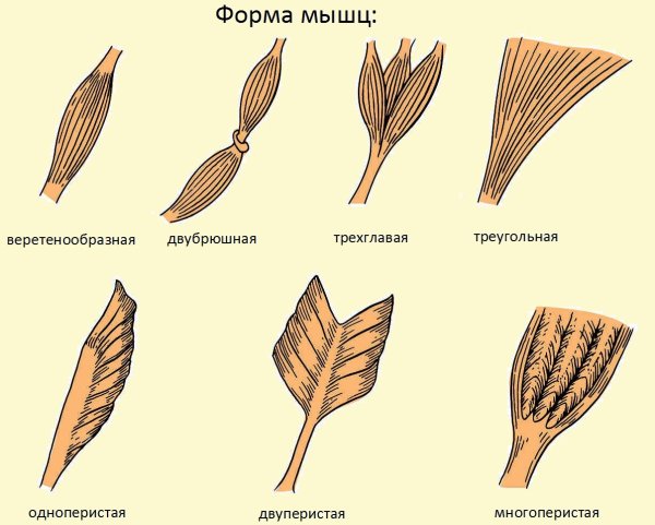 Формы мышц анатомия