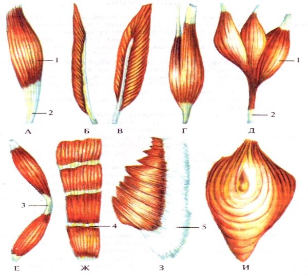 Классификация мышц по форме