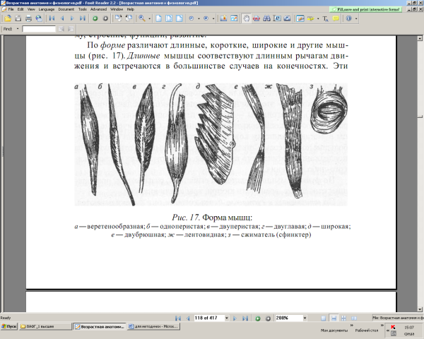 Классификация мышц по направлению мышечных волокон