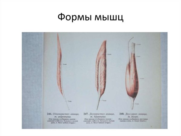 Промежуточное сухожилие сухожильная перемычка