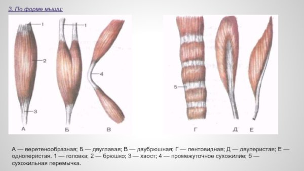 Веретенообразная мышца анатомия