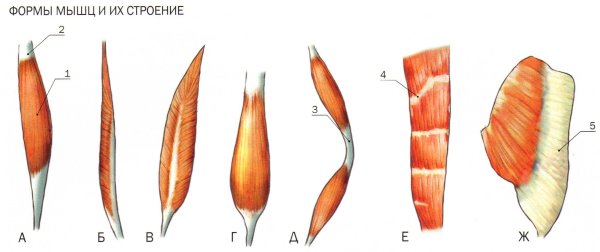 Классификация мышц строение формы функции