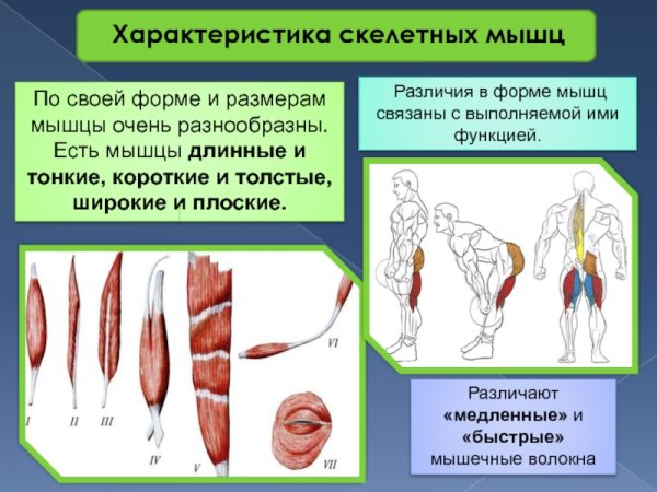 Классификация мышц по направлению мышечных волокон