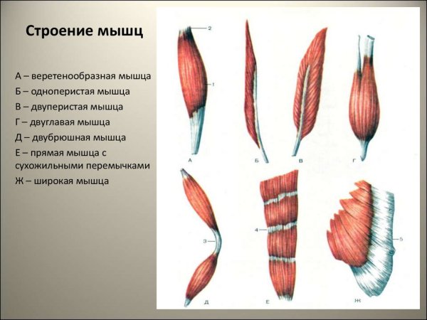 Различные формы мышц
