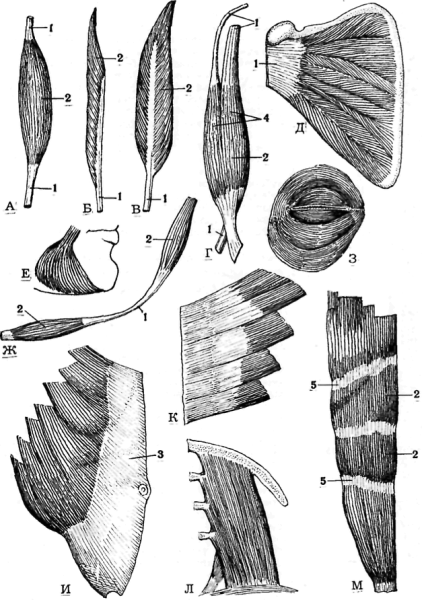 Мышцы классификация строение функции