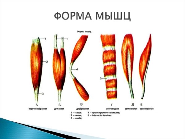 Классификация мышц по форме строению и функции и расположение