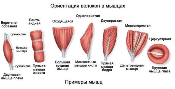 Типы мышечных волокон и их расположение