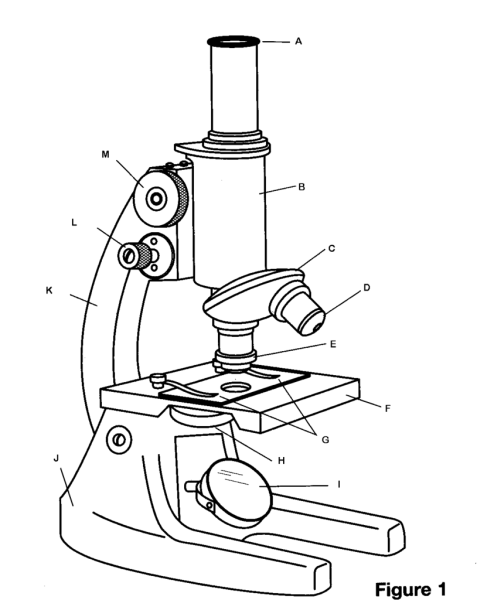Схема микроскопа с обозначениями для лаборатории