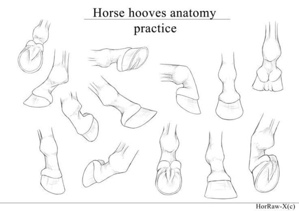 Копыта рисовать