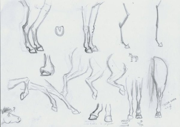 Копыта лошади референс