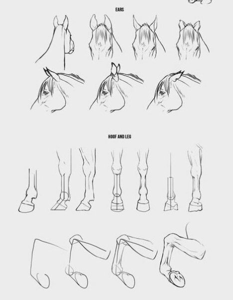 Копыта лошади референс
