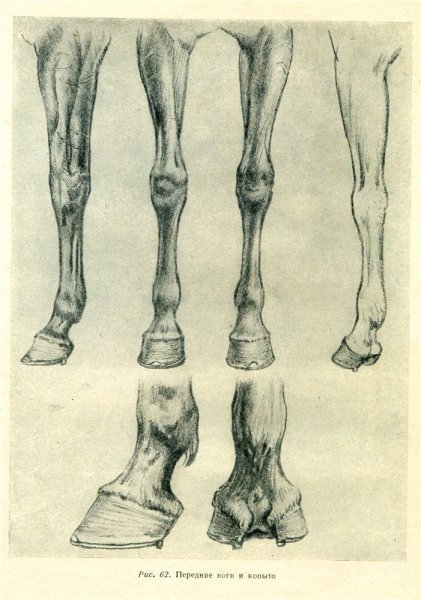 Передние ноги лошади