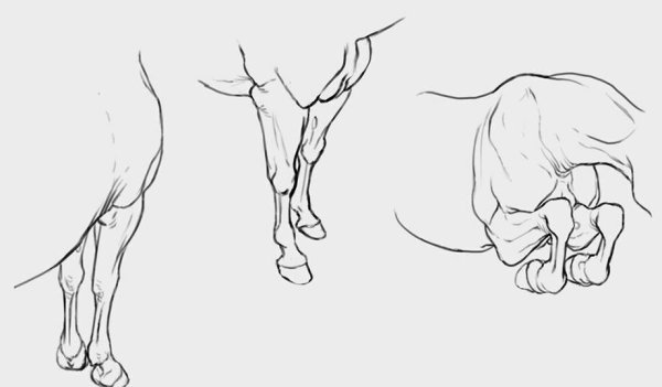 Лошадь сзади референс