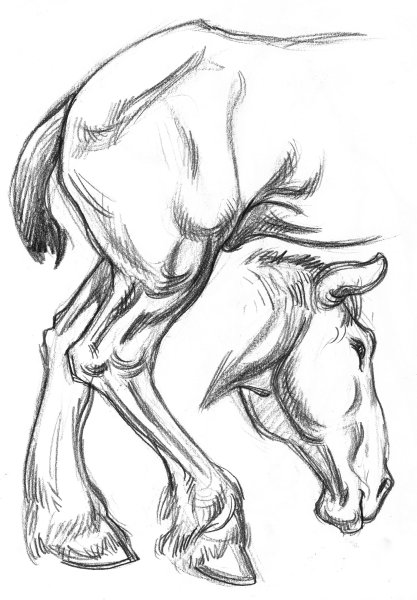 Наброски лошадей