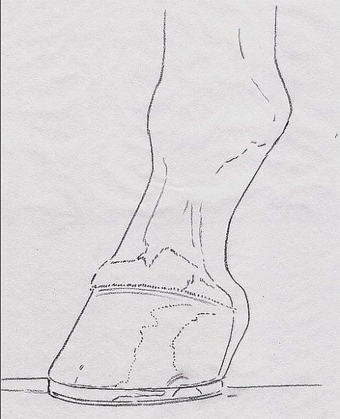 Копыта нарисованные