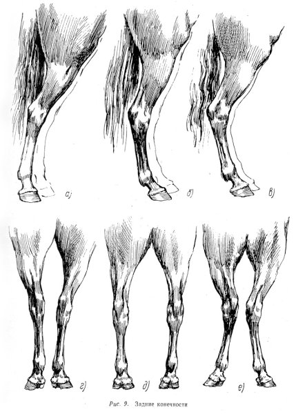 Копыто лошади вид сбоку