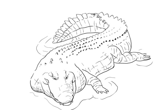 Гребнистый крокодил раскраска