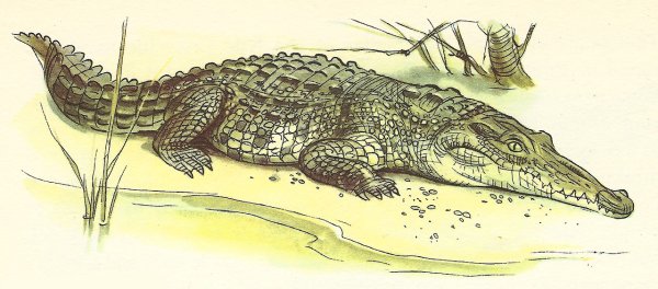 Крокодил рисунок