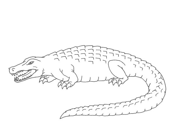 Гребнистый крокодил раскраска